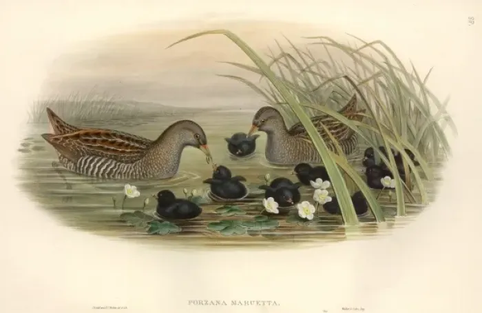 Framed Print : Porzana porzana, spotted crake Framed Print : Porzana porzana, spotted crake