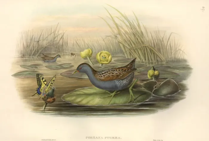 Framed Print : Porzana pusilla, Baillons crake Framed Print : Porzana pusilla, Baillons crake
