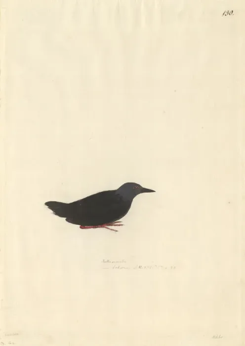 Framed Print : Porzana tabuensis, spotless crake Framed Print : Porzana tabuensis, spotless crake