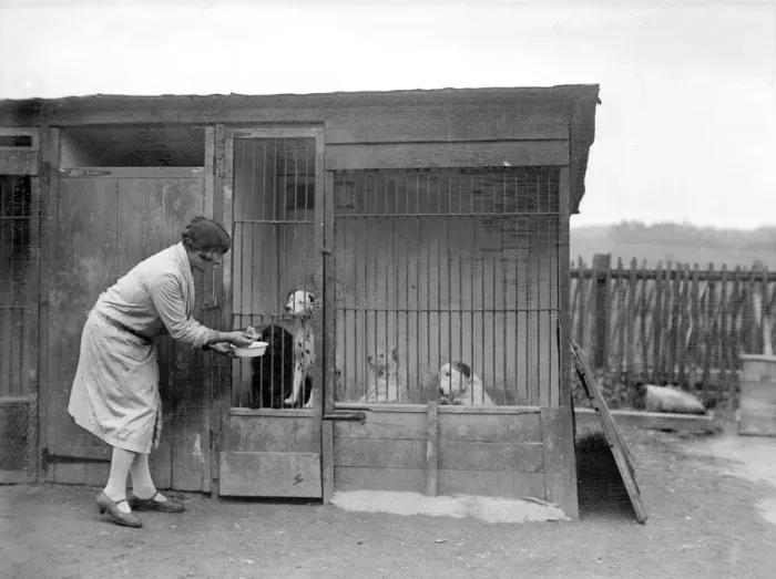 Framed Print : Posh Boarding Kennel Framed Print : Posh Boarding Kennel