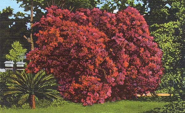Postcard booklet, azaleas in bloom, Dixieland, USA