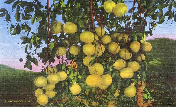 Postcard booklet, grapefruit cluster, Texas, USA