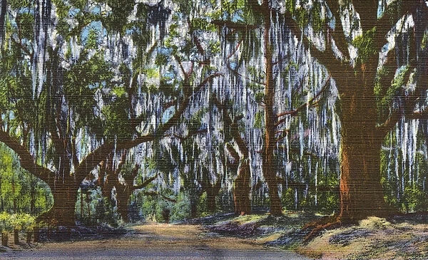 Postcard booklet, oak trees draped with moss, USA
