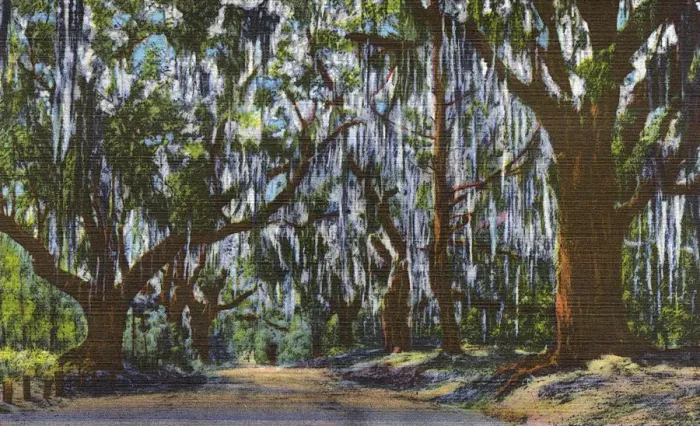 Framed Print : Postcard booklet, oak trees draped with moss, USA Framed Print : Postcard booklet, oak trees draped with moss, USA