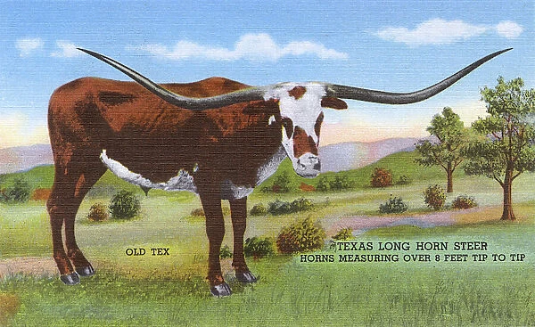 Postcard booklet, Old Tex, Long Horn Steer, Texas, USA