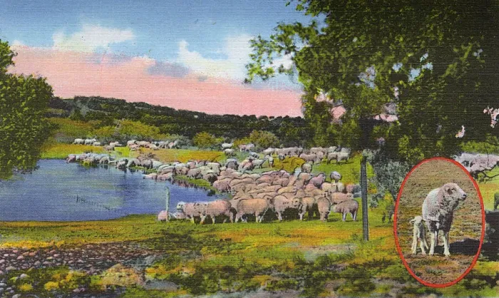 Framed Print : Postcard booklet, Sheep at San Angelo, Texas, USA Framed Print : Postcard booklet, Sheep at San Angelo, Texas, USA