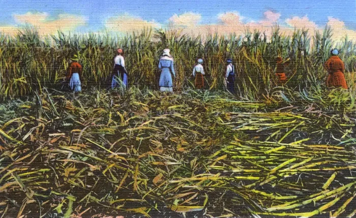 Framed Print : Postcard booklet, workers cutting sugar cane, USA Framed Print : Postcard booklet, workers cutting sugar cane, USA