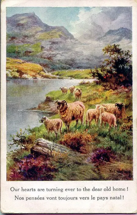 Framed Print : Postcard, Waterside scene with sheep Date: early 20th century Framed Print : Postcard, Waterside scene with sheep Date: early 20th century