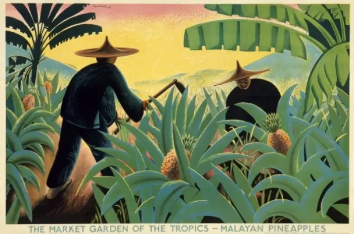 Framed Print : Poster depicting Malayan pineapples Framed Print : Poster depicting Malayan pineapples