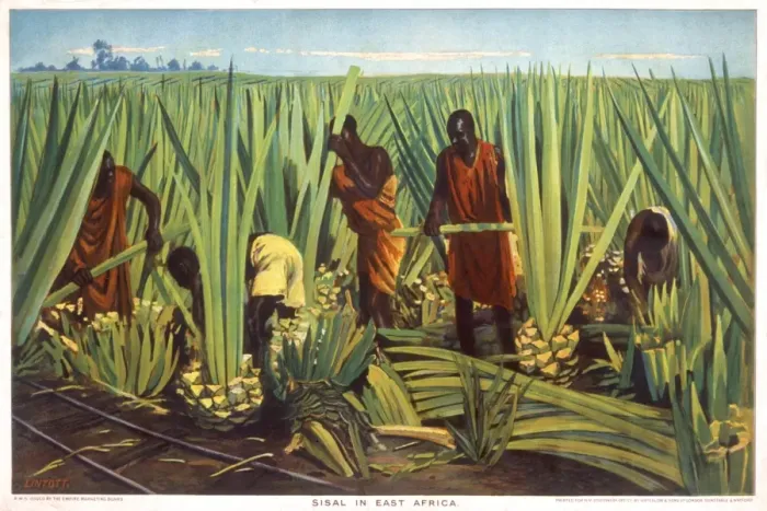 Framed Print : Poster depicting sisal in East Africa Framed Print : Poster depicting sisal in East Africa