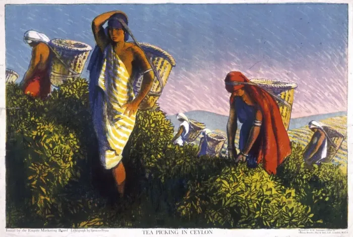 Framed Print : Poster depicting tea picking in Ceylon Framed Print : Poster depicting tea picking in Ceylon