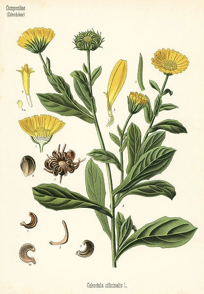 Pot marigold, Calendula officinalis