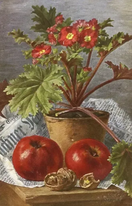 Framed Print : A pot of Primula flowers and apples Framed Print : A pot of Primula flowers and apples