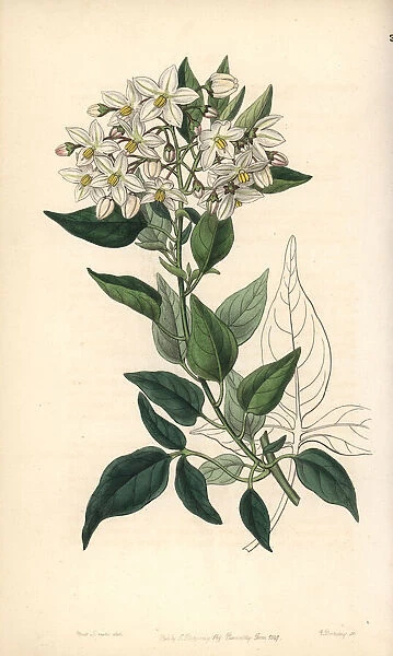 Potato vine or jasmine-leaved bittersweet
