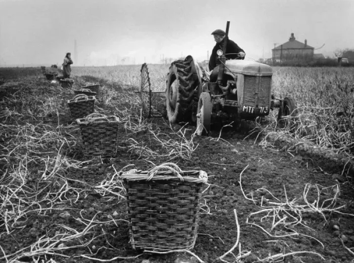 Framed Print : Potatoes, Lancashire Framed Print : Potatoes, Lancashire