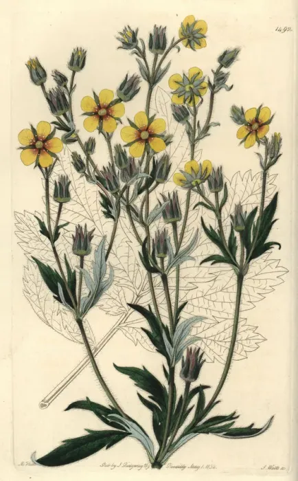 Framed Print : Potentilla longifolia Framed Print : Potentilla longifolia