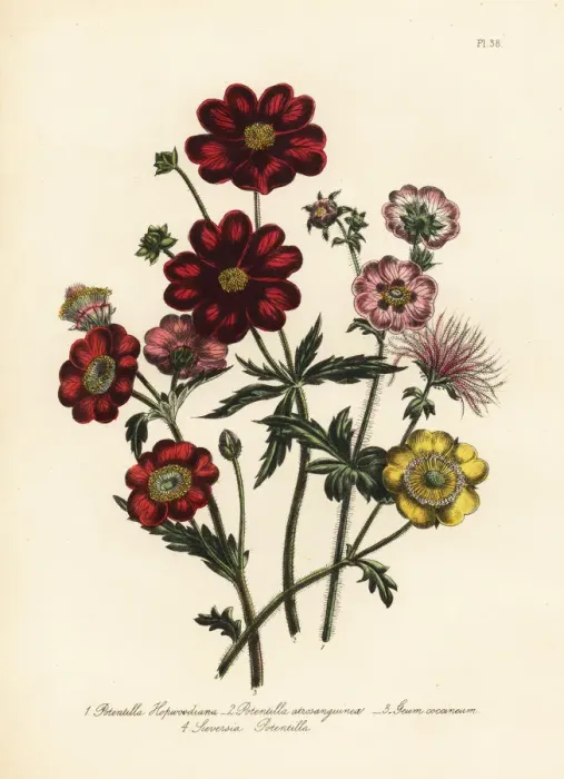Framed Print : Potentilla species Framed Print : Potentilla species