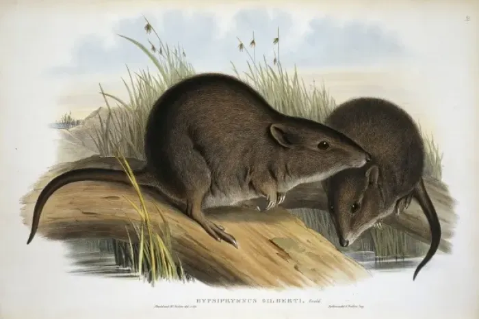 Framed Print : Potorous gilberti, Gilberts potoroo Framed Print : Potorous gilberti, Gilberts potoroo