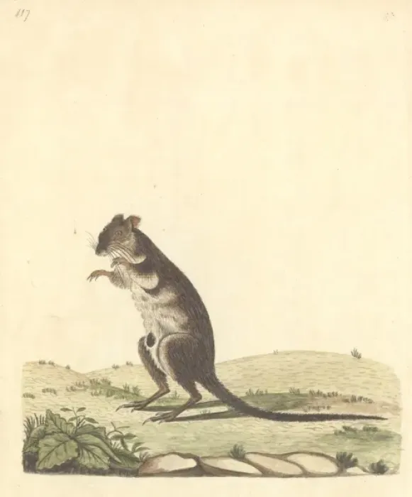 Framed Print : Potorous tridactylus, long-nosed potoroo Framed Print : Potorous tridactylus, long-nosed potoroo