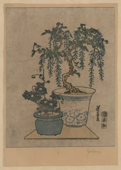 Framed Print : Potted wisteria Framed Print : Potted wisteria