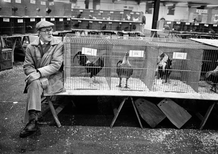 Framed Print : Poultry show, Staffordshire Framed Print : Poultry show, Staffordshire