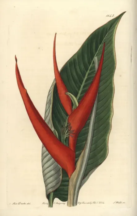 Framed Print : Powdered heliconia, Heliconia farinosa