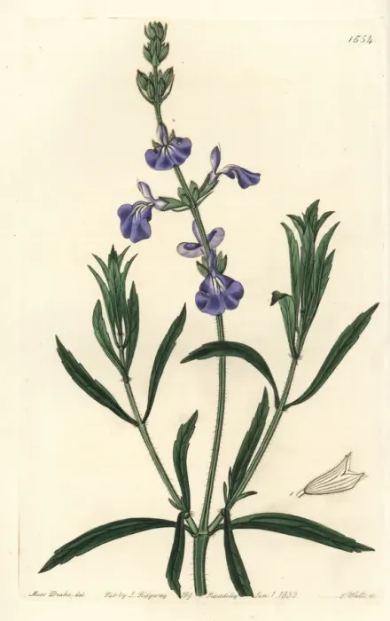 Framed Print : Prairie sage, Salvia azurea Framed Print : Prairie sage, Salvia azurea