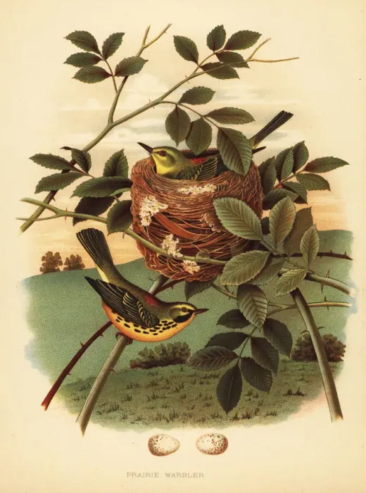 Framed Print : Prairie warbler, Setophaga discolor Framed Print : Prairie warbler, Setophaga discolor