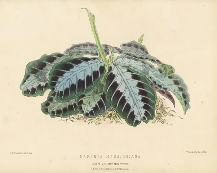 Framed Print : Prayer plant, Maranta leuconeura, native to Brazil Framed Print : Prayer plant, Maranta leuconeura, native to Brazil