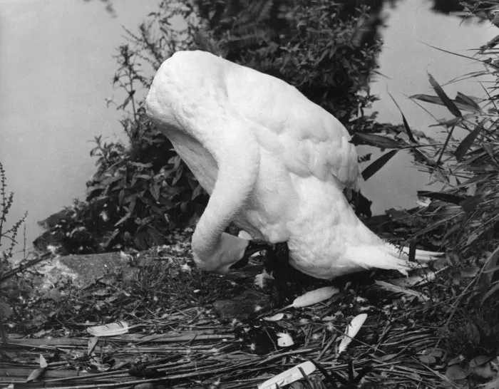 Framed Print : Preening Swan Framed Print : Preening Swan