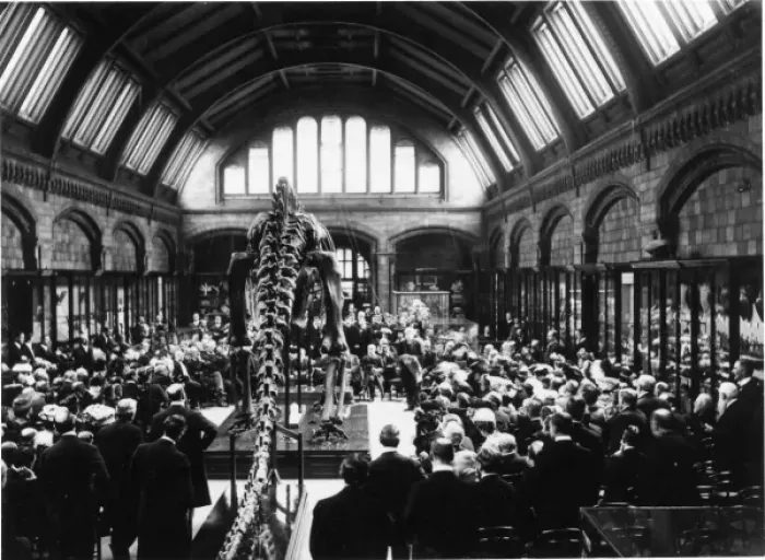 Framed Print : Presentation of Diplodocus, May 1905 Framed Print : Presentation of Diplodocus, May 1905