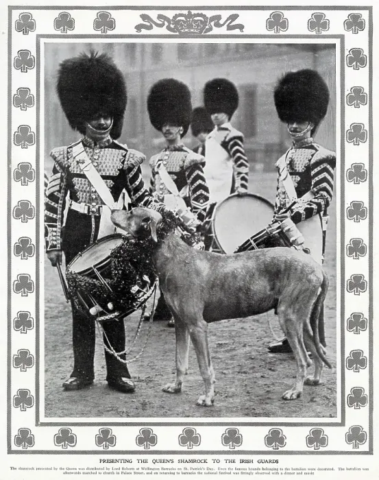 Framed Print : Presenting the Queen's shamrock to the Irish Guards, by Lord Roberts at Wellington Barracks on St. Patrick's Day. The wolfhound belonging to the battalion were decorated Framed Print : Presenting the Queen's shamrock to the Irish Guards, by Lord Roberts at Wellington Barracks on St. Patrick's Day. The wolfhound belonging to the battalion were decorated