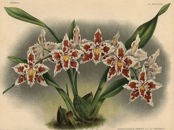 President Roosevelt variety of Odontoglossum crispum orchid