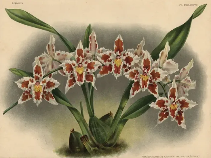 Framed Print : President Roosevelt variety of Odontoglossum crispum orchid Framed Print : President Roosevelt variety of Odontoglossum crispum orchid