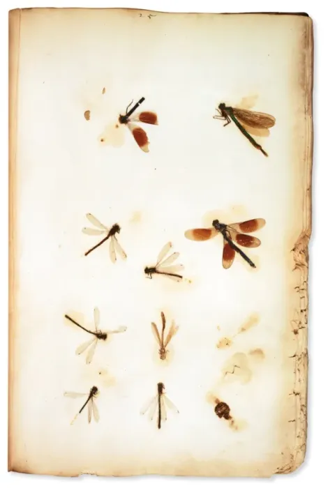 Framed Print : Pressed insects, mounted by botanist Leonard Plukenet (1642 Framed Print : Pressed insects, mounted by botanist Leonard Plukenet (1642