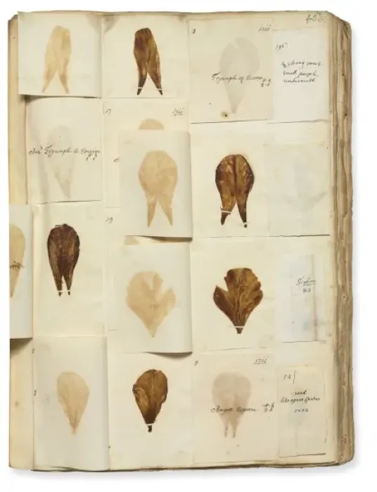 Framed Print : Pressed Tulip specimens Framed Print : Pressed Tulip specimens