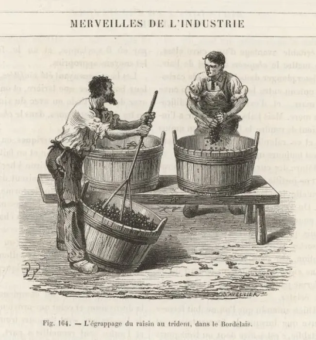 Framed Print : Pressing Grapes by Hand Framed Print : Pressing Grapes by Hand