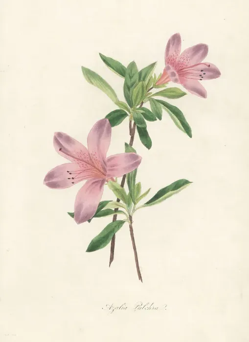 Framed Print : Pretty azalea, Azalea pulchra Framed Print : Pretty azalea, Azalea pulchra