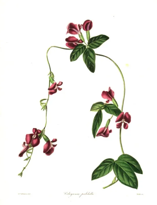 Framed Print : Pretty cologania, Cologania pulchella Framed Print : Pretty cologania, Cologania pulchella