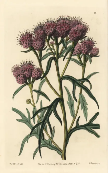 Framed Print : Pretty saussurea, Saussurea pulchella Framed Print : Pretty saussurea, Saussurea pulchella