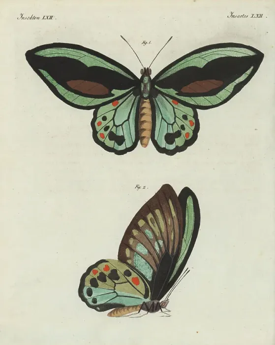 Framed Print : Priam's birdwing butterfly, Ornithoptera priamus Framed Print : Priam's birdwing butterfly, Ornithoptera priamus