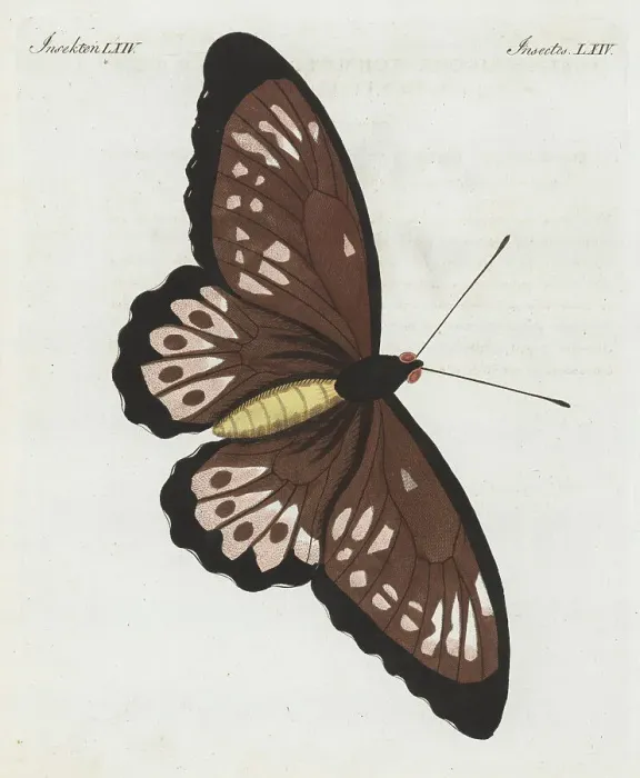 Framed Print : Priam's birdwing butterfly, Ornithoptera priamus, female Framed Print : Priam's birdwing butterfly, Ornithoptera priamus, female
