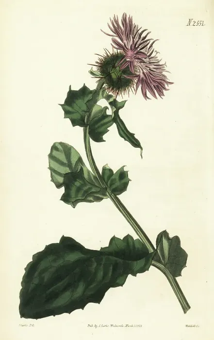 Framed Print : Prickly globe-headed centaury, Centaurea sphaerocephala Framed Print : Prickly globe-headed centaury, Centaurea sphaerocephala