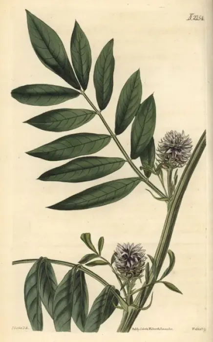 Framed Print : Prickly headed liquorice, Glycirrhiza echinata Framed Print : Prickly headed liquorice, Glycirrhiza echinata