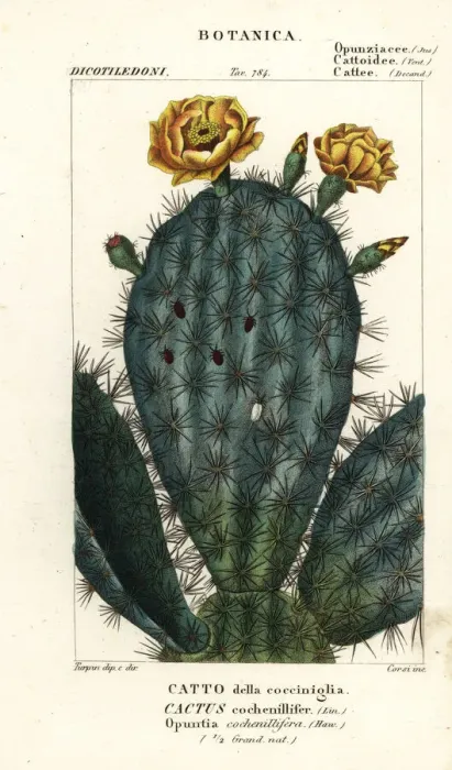 Framed Print : Prickly pear, Nopalea cochenillifera Framed Print : Prickly pear, Nopalea cochenillifera