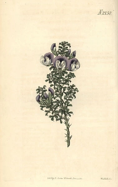 Prickly psoralea, Psoralea aculeata