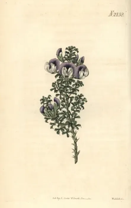 Framed Print : Prickly psoralea, Psoralea aculeata Framed Print : Prickly psoralea, Psoralea aculeata
