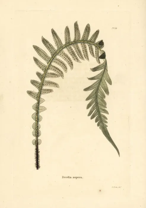 Framed Print : Prickly rasp fern, Doodia aspera Framed Print : Prickly rasp fern, Doodia aspera