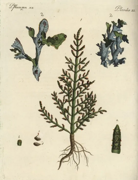 Framed Print : Prickly saltwort and Iceland moss
