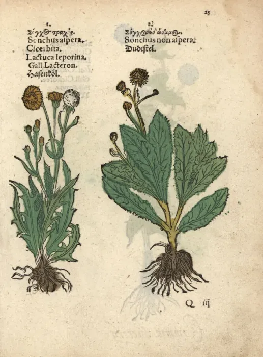 Framed Print : Prickly sow-thistle, Sonchus asper, and smooth Framed Print : Prickly sow-thistle, Sonchus asper, and smooth